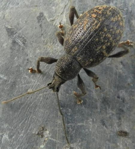 Réf. 219 641 : Otiorhynchus aurifer